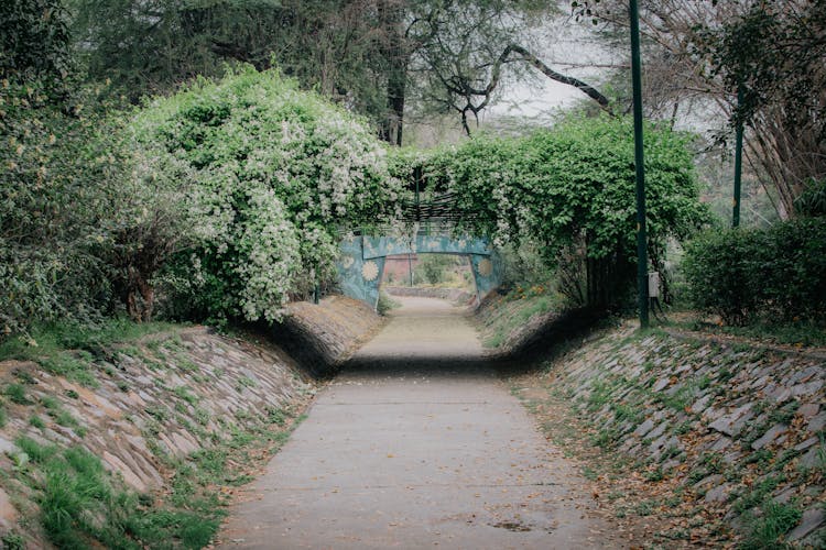 Empty Alley In Park