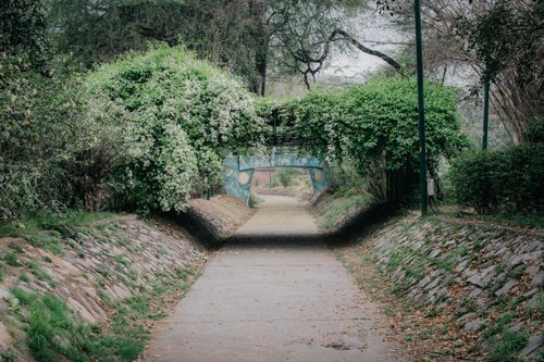 Free Quiet, lush alley with overhanging greenery and pathway in a peaceful park setting. Stock Photo