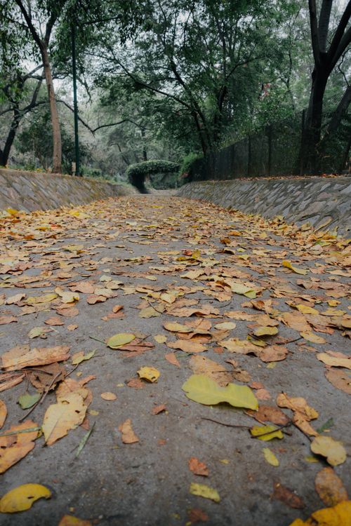 Free A serene autumn scene with fallen leaves lining a park pathway under a canopy of trees. Stock Photo