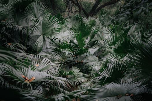 Explore the dense and lush tropical palm leaves in this captivating jungle scene filled with vibrant green foliage.