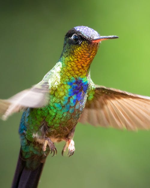 Exotic Hummingbird in Close Up