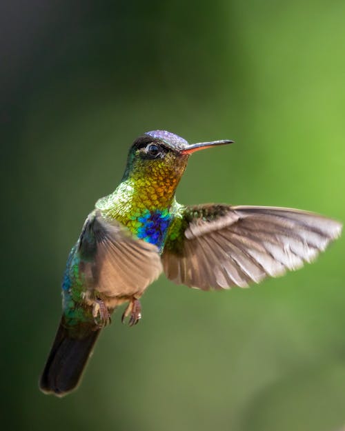 Foto d'estoc gratuïta de animal, au, colibrí