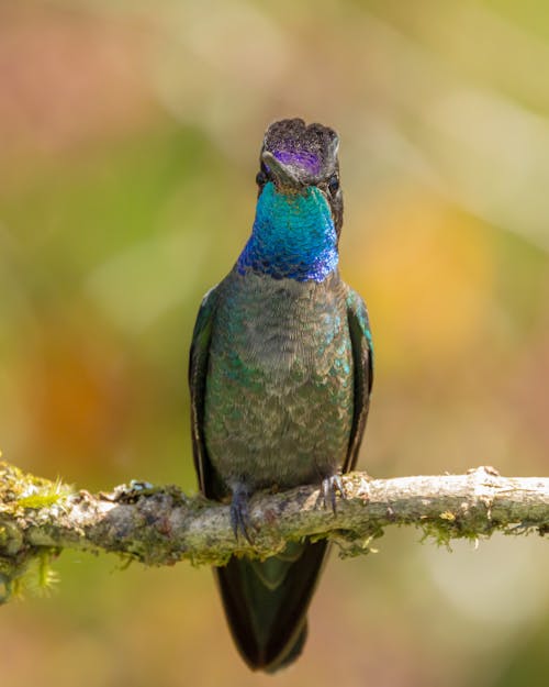 Close up of Colorful Hummingbird