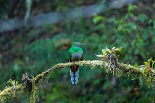 Colorful Bird on Branch