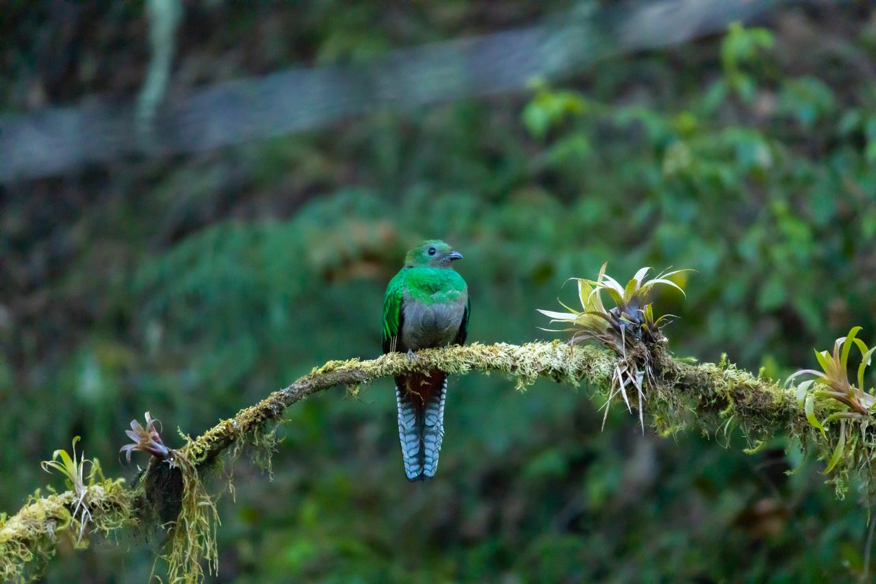 Mist in the cloud forest at dawn