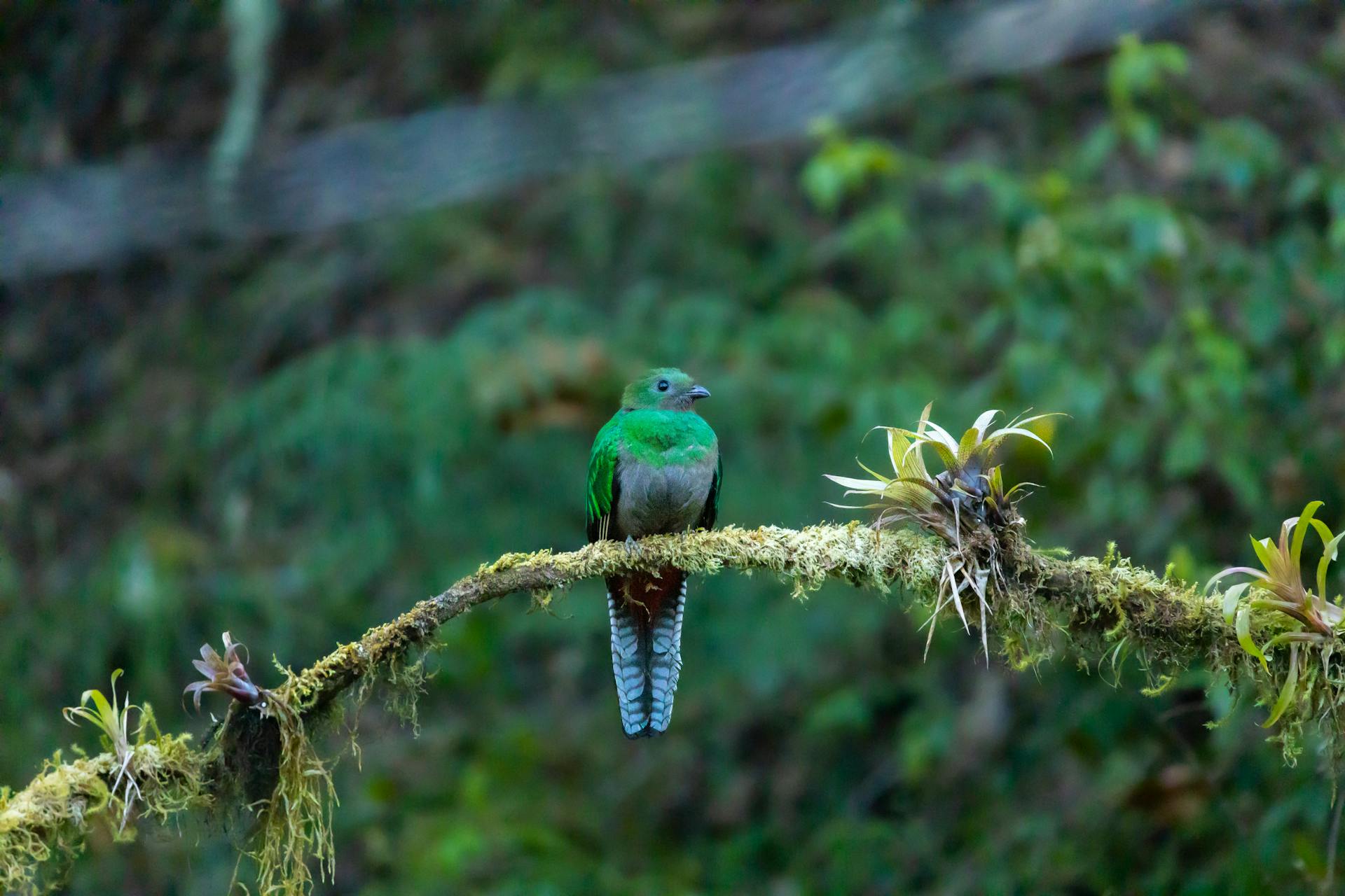 A colorful quetzal bird perched on a moss-covered branch in a dense forest.