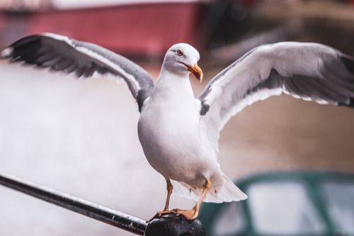 Free A close-up of a seagull with wings spread, perched on a railing by the water. Stock Photo