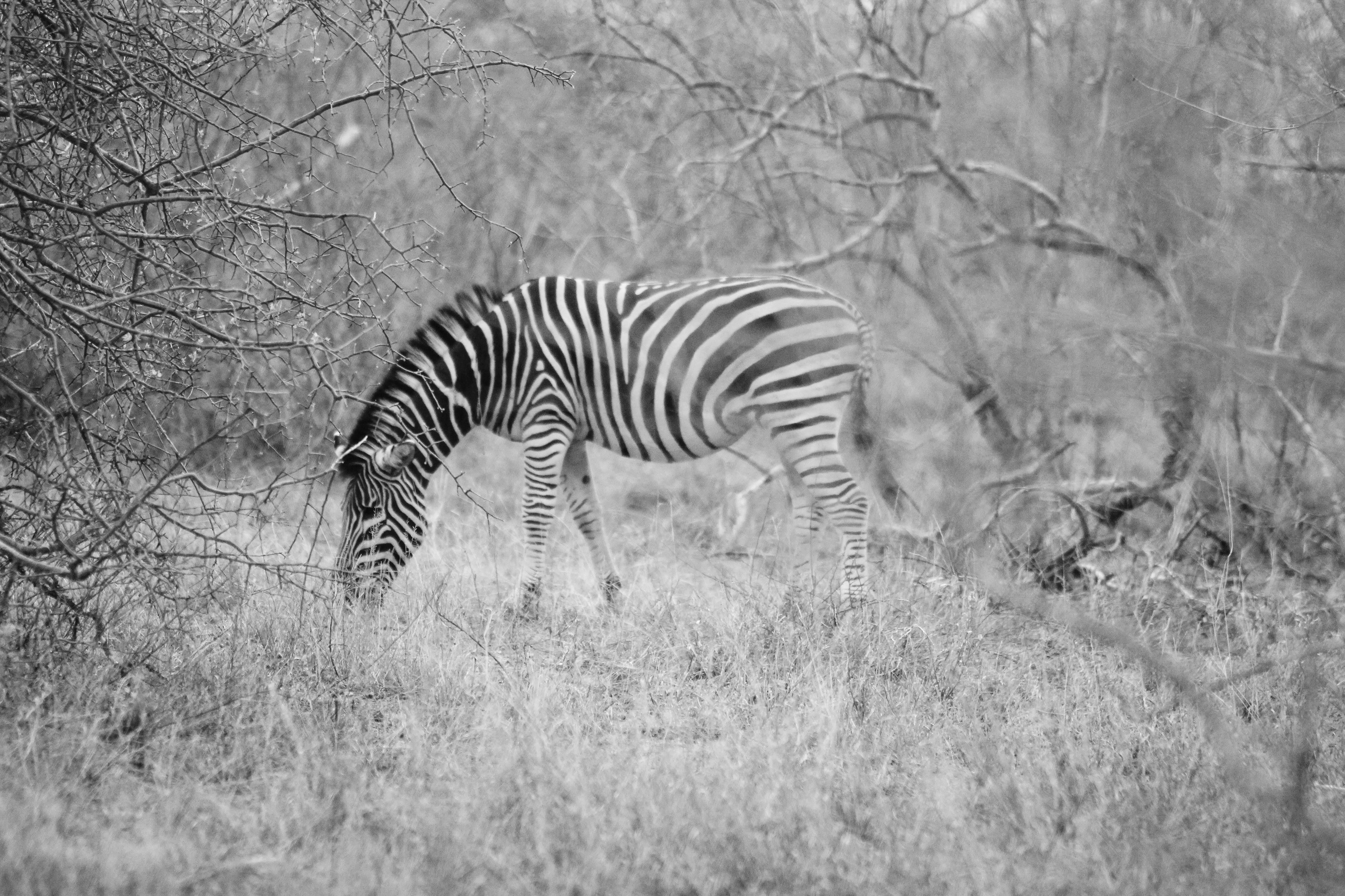 Free stock photo of africa, black and white, south africa