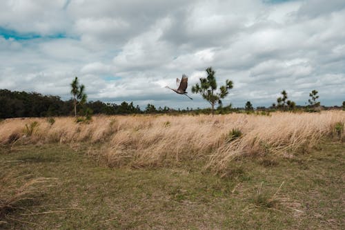 Darmowe zdjęcie z galerii z chmury, drzewa, latanie