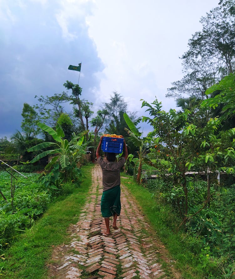 Woman Carrying Box Of Fruit In Orchard