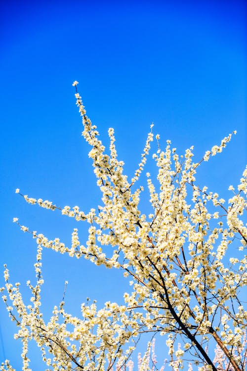 Clear Sky over Branches with Blossoms