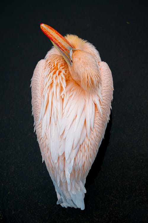Top View of Pelican