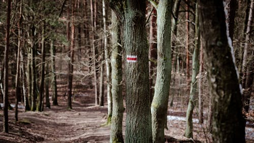 Foto profissional grátis de árvores, calçada, castanho