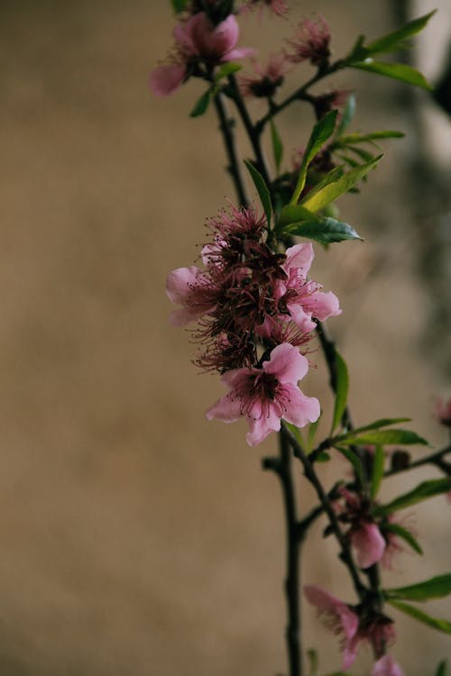 Základová fotografie zdarma na téma detail, květ, květiny