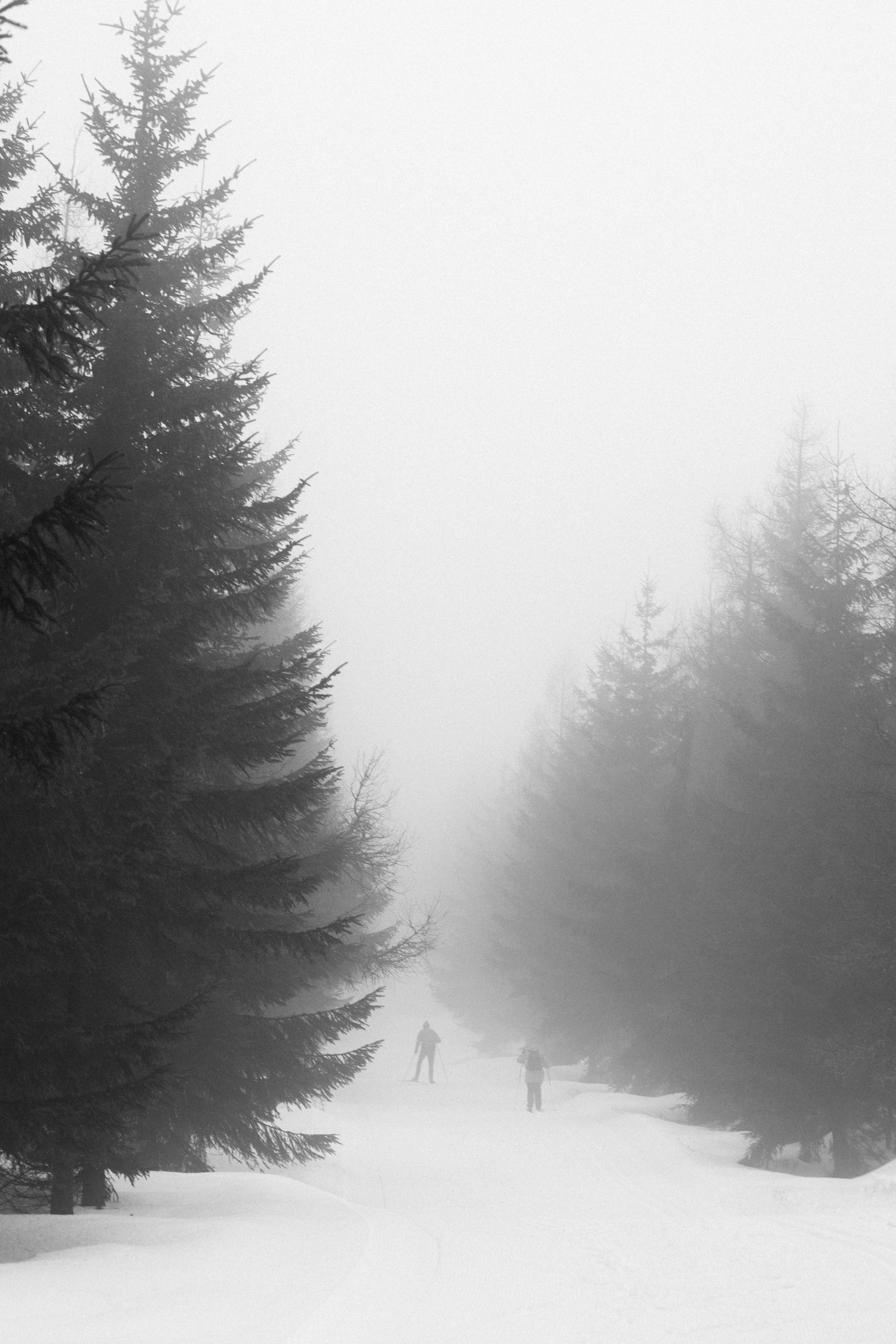 A tranquil winter scene with conifer trees shrouded in fog along a snow-covered path.