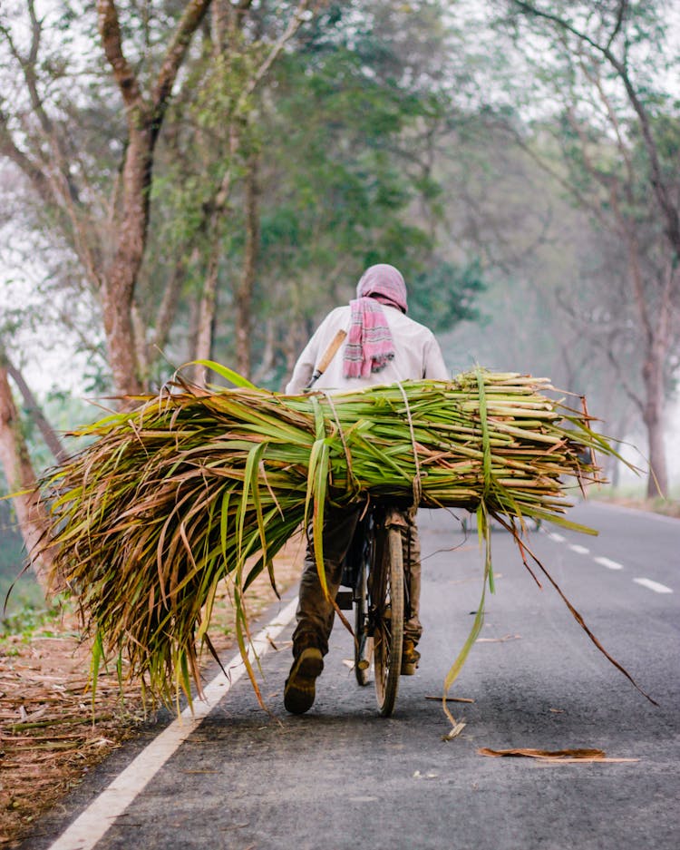 Man Carrying Plants On A Back Of A Bicycle