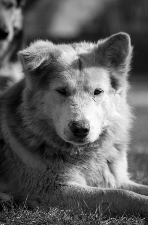 Free Black and white portrait of a fluffy dog lying in the grass, showcasing animal's serene nature. Stock Photo