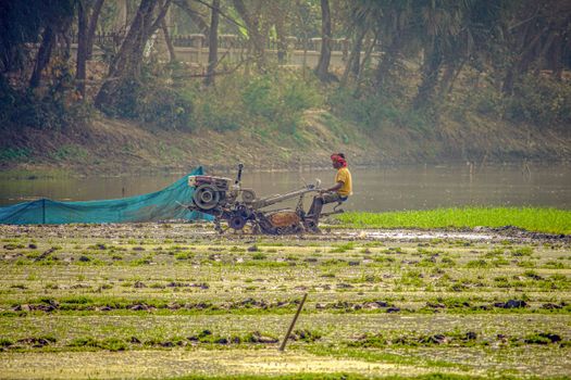 Free stock photo of agriculture, bangladesh, crop