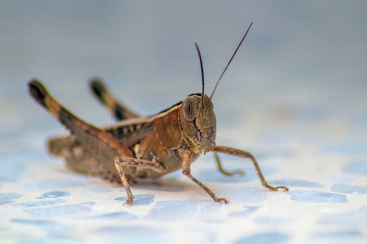 Grasshopper On White Background