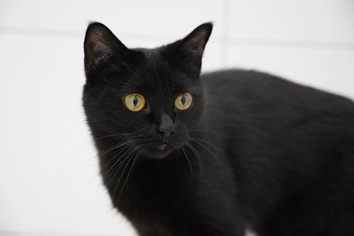 Photos gratuites de animal de compagnie, arrière-plan blanc, chat noir