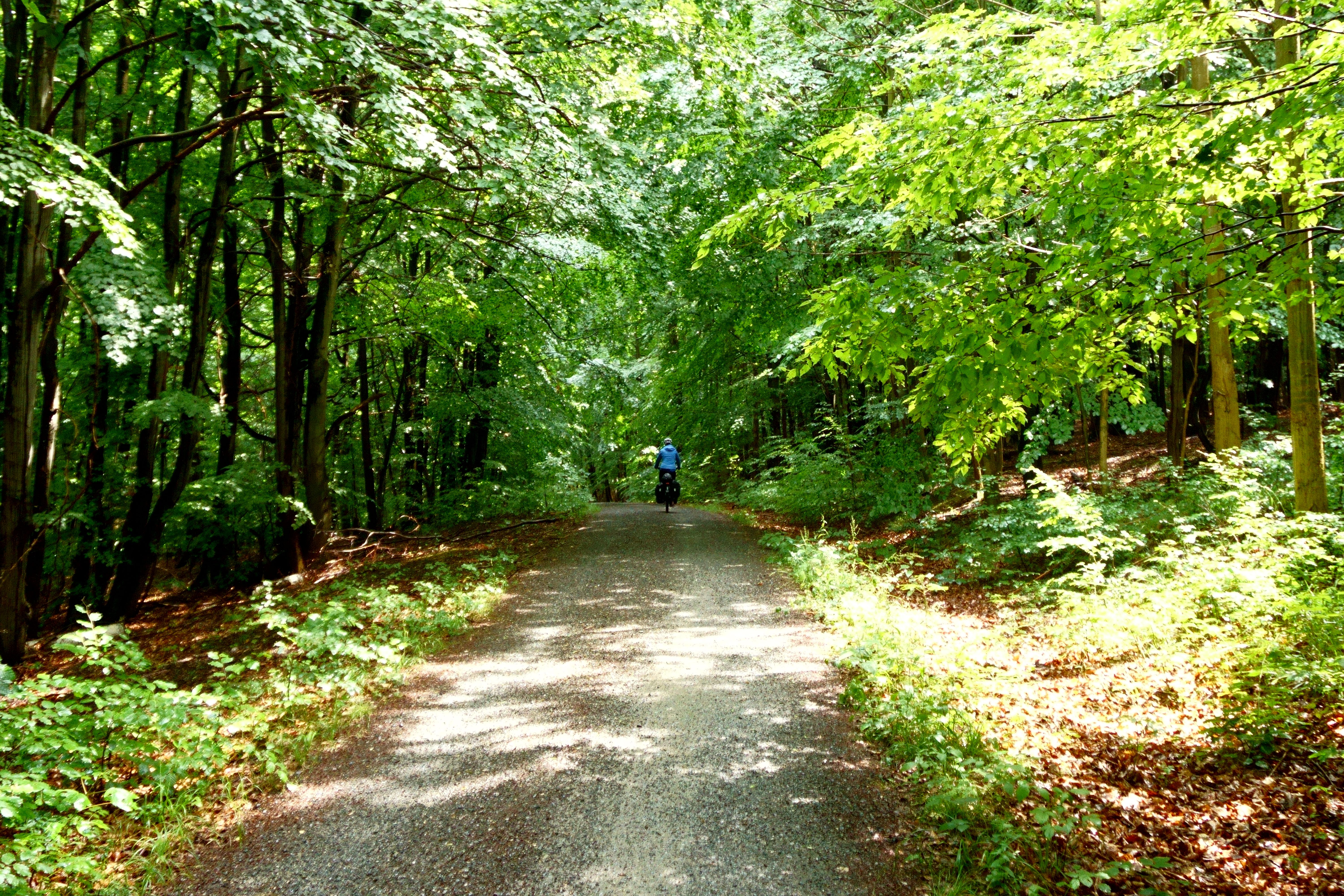 Gratis stockfoto van afzondering, avontuur, begroeiing, bestuurder,  bladeren, bloemen, bomen, bos, bos avontuur, bosgebied, bospad, buiten,  daglicht, ecosysteem, eigen tijd, exploratie, fiets, fietser, gezondheid,  groen, kalm, kalmte, landelijk ...