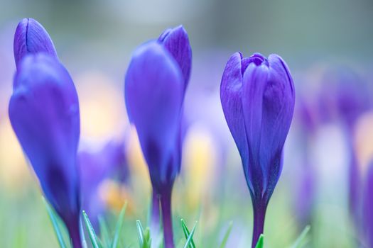 Close-up of vibrant purple crocuses in a spring garden, capturing nature's beauty.