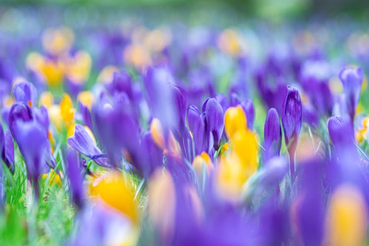 Blue Crocus Flowers