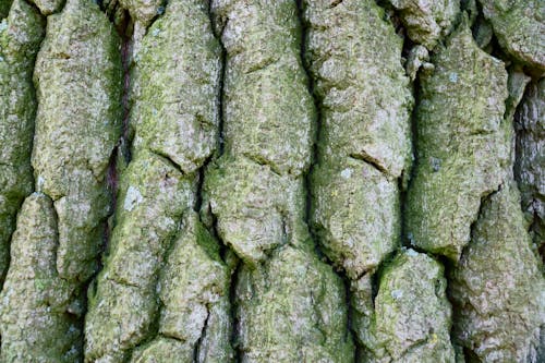 Close up of Rough, Cracked Tree Bark