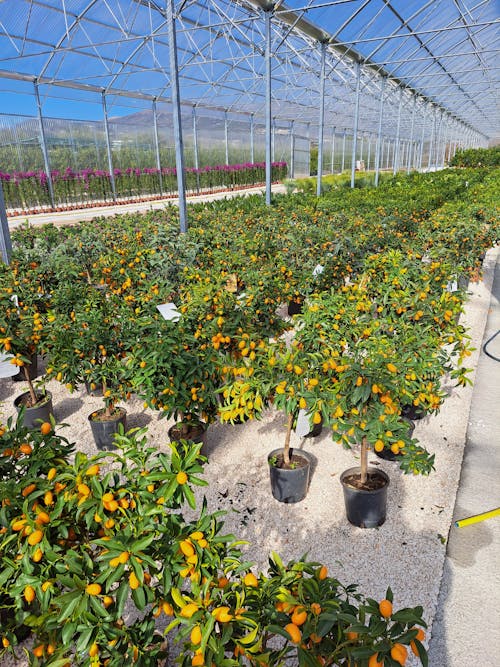 Fruit Trees in Greenhouse