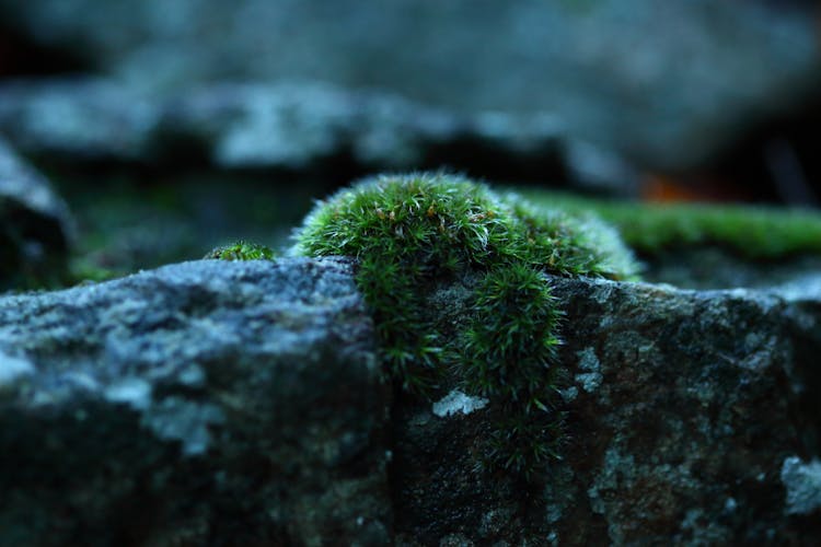 Close Up Of Moss On Stone