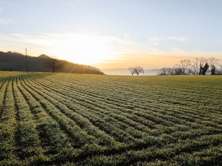 Sunligth Over Green Field