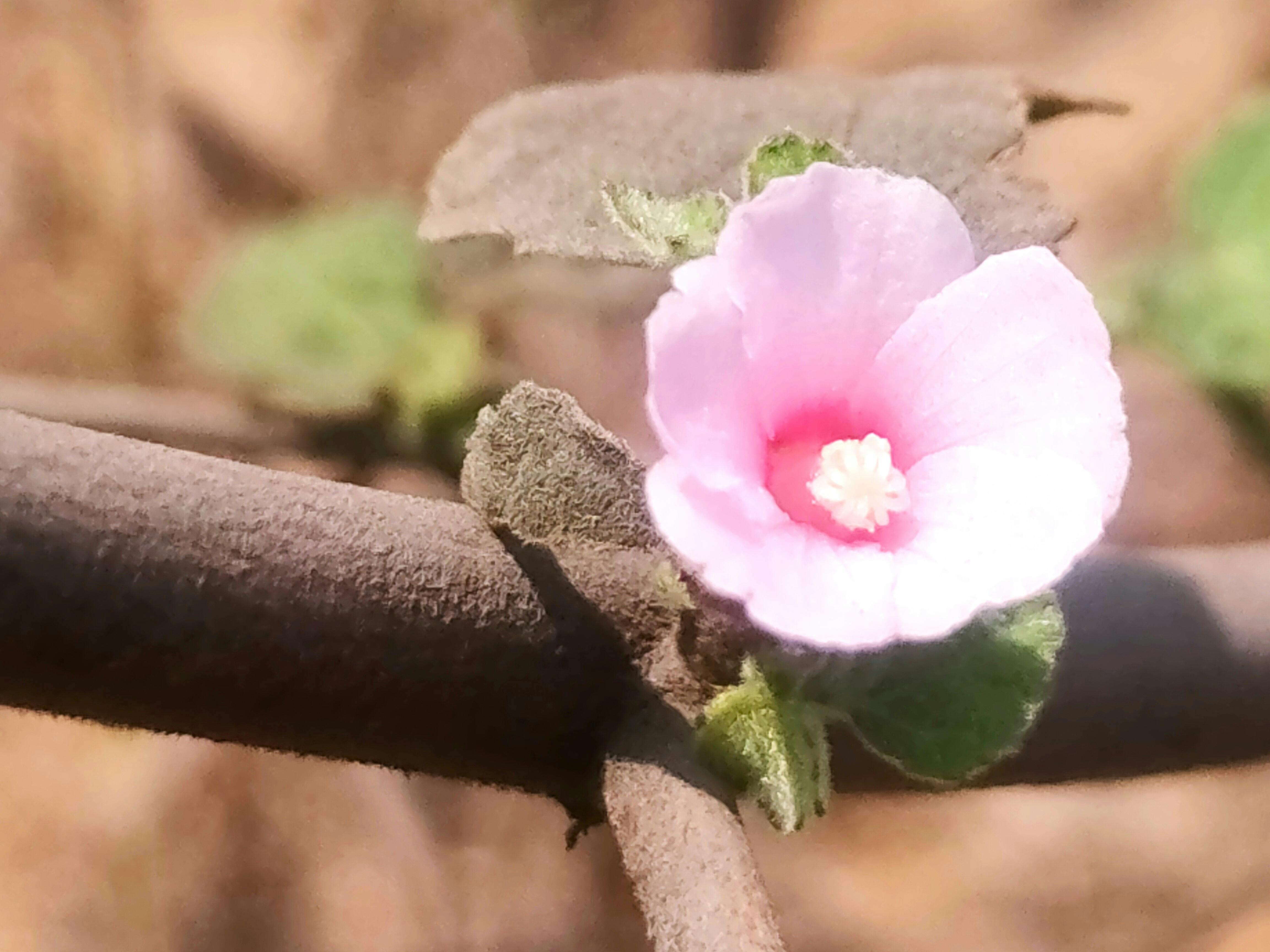 Himaaghneswara Harihara 摄影