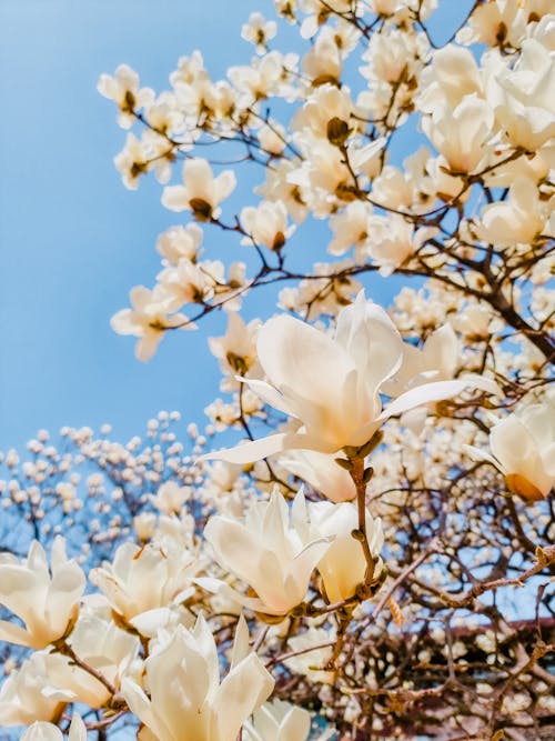 Foto stok gratis alam, berbunga, bunga sakura