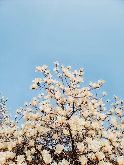 Foto d'estoc gratuïta de arbre, branca, cel clar