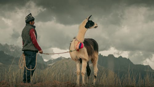Man Standing with a Llama on a Field 