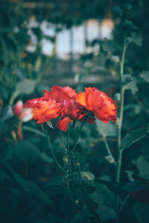 Free Close-up of vibrant red roses in a garden setting, showcasing natural beauty and freshness. Stock Photo