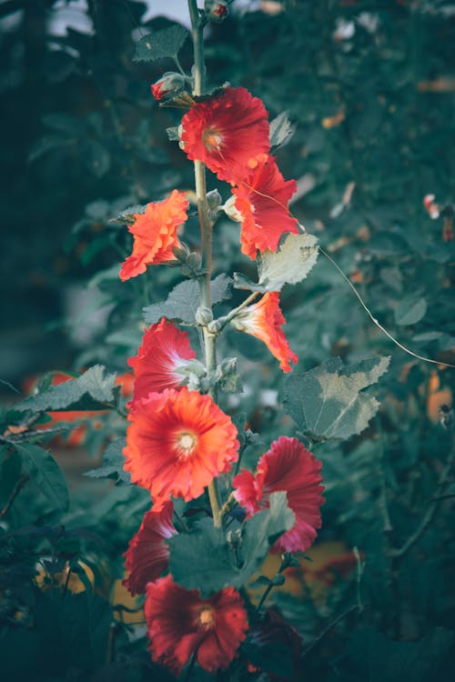Çiçekler, dikey atış, doğa içeren Ücretsiz stok fotoğraf