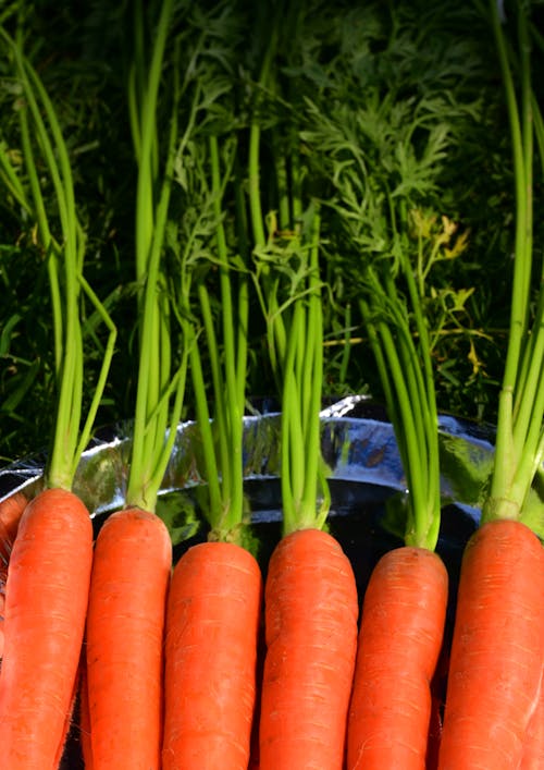 Gratuit Photos gratuites de carottes, ensoleillé, fermer Photos