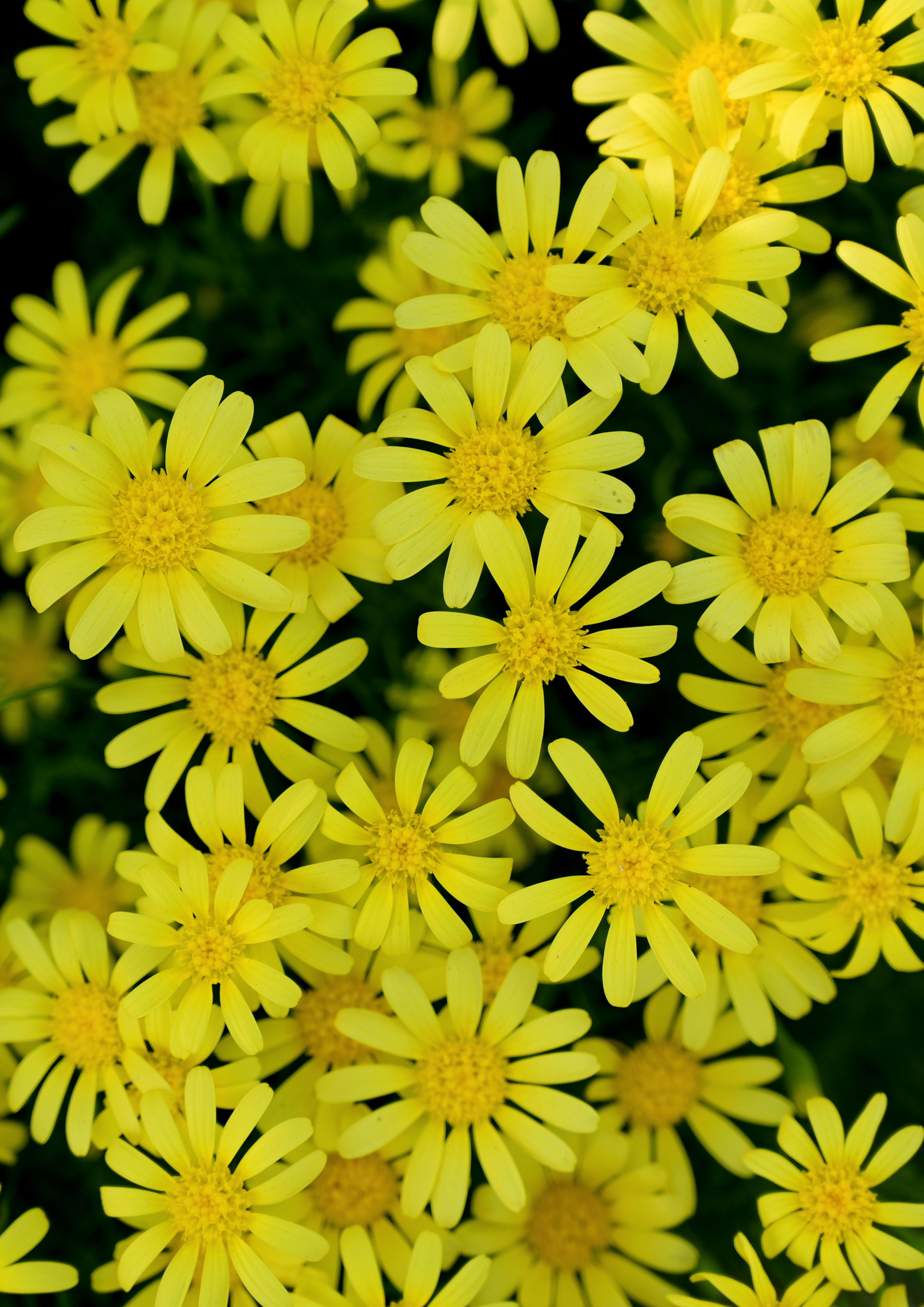 Close up of Yellow Flowers · Free Stock Photo