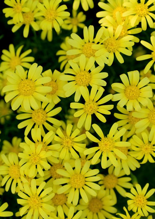Free A bright cluster of fresh yellow daisies creating a vibrant natural scene. Stock Photo