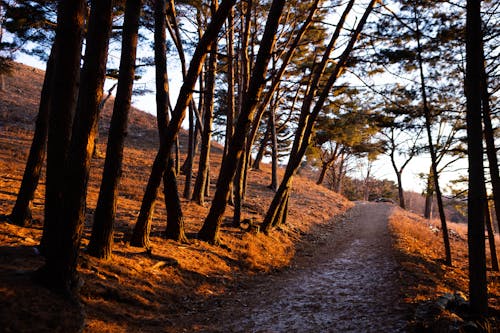 A Pathway in the Forest in Autumn 