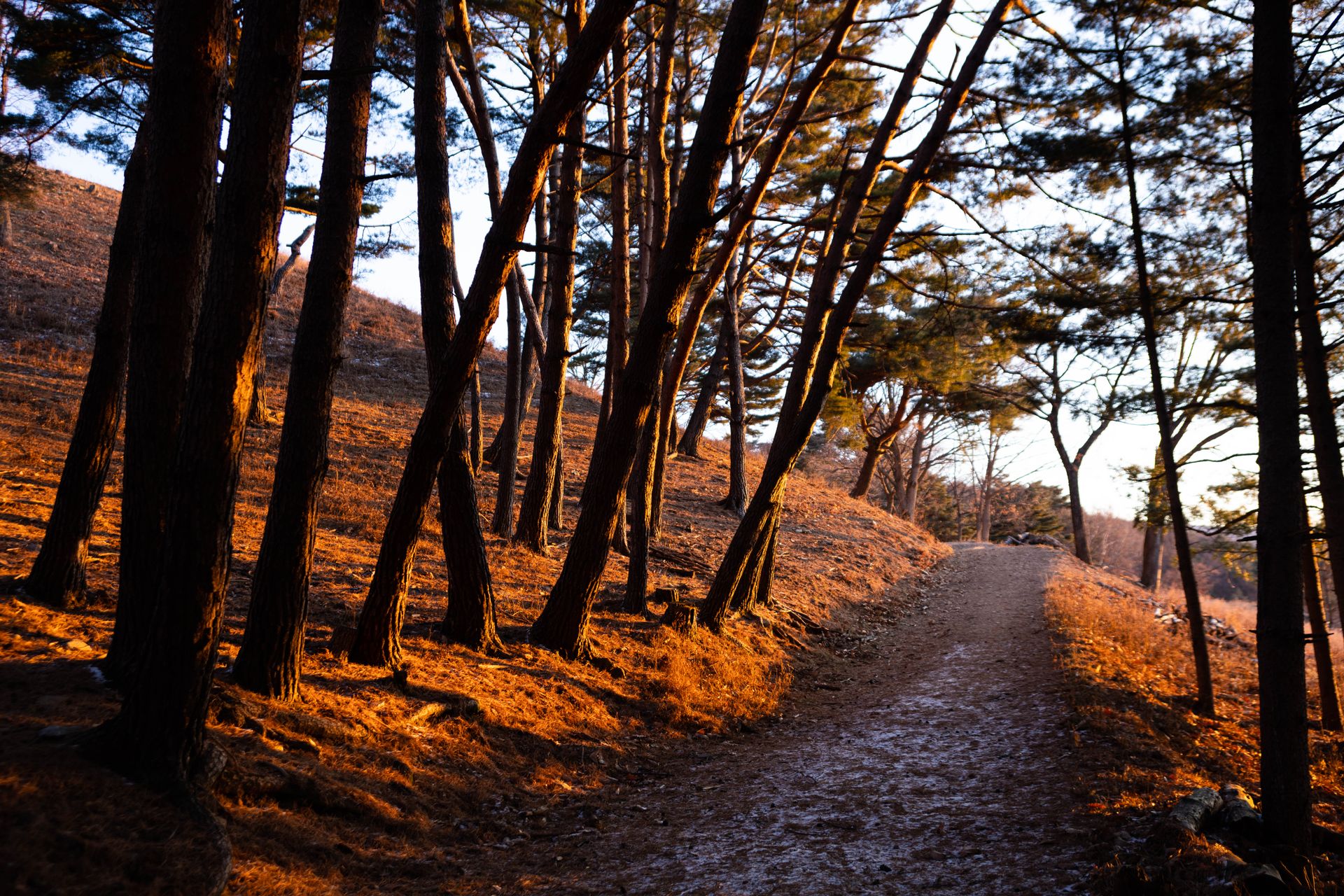 Sunlit forest path