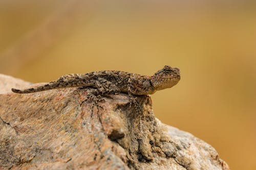 Photo of Agama Sitting on a Stone