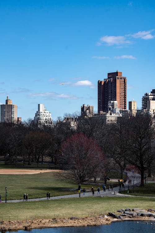 Clear Sky over Central Park · Free Stock Photo