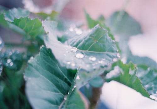 Foto d'estoc gratuïta de fresc, fulles, gotes de pluja