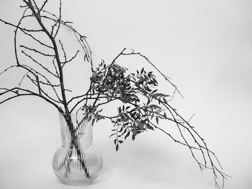 Twigs with Leaves in Glass Vase