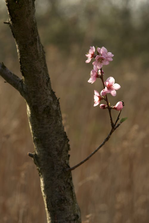 A single pink flower on a branch in a field