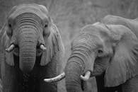 在一张引人注目的黑白照片中，两只非洲象展现了它们的威严