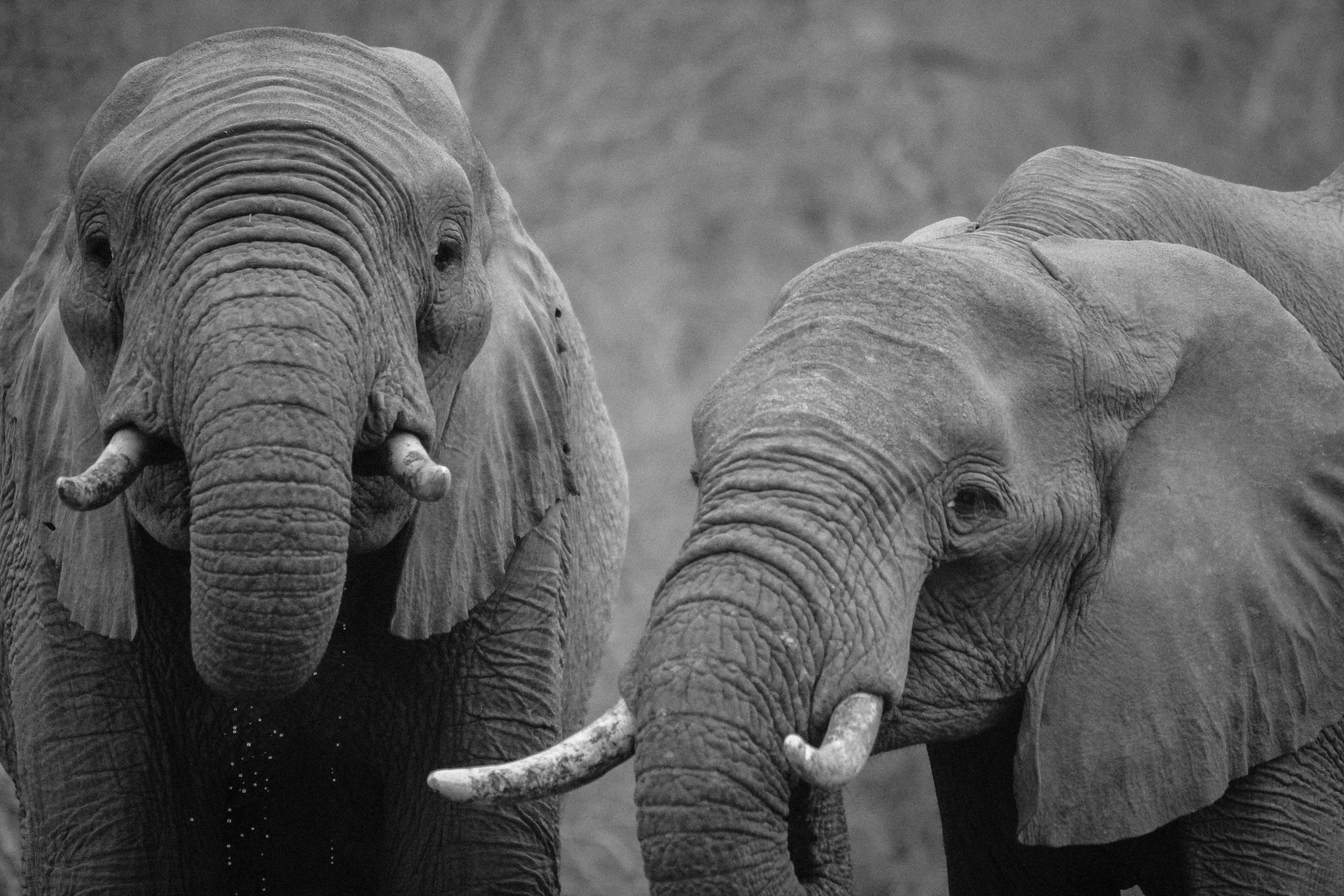 Grayscale Photo of 2 Elephants · Free Stock Photo