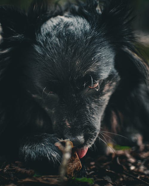 Foto profissional grátis de animal de estimação, cabeça, cachorro